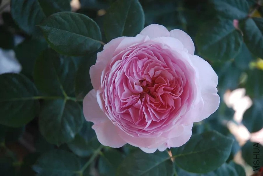 psb (9).jpg