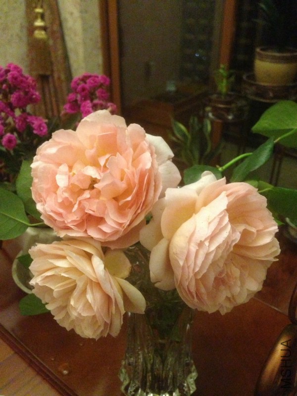 IMG_2307_meitu_6.jpg