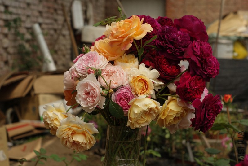 DSC04398.jpg