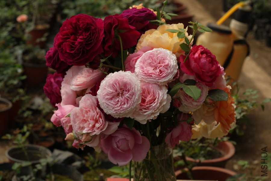 DSC04396.jpg