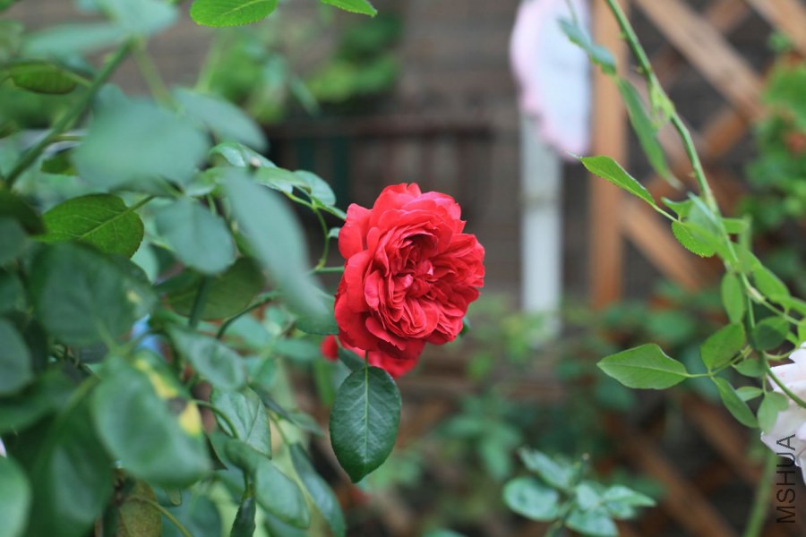 �������Ͽ�¶̨ (2).JPG