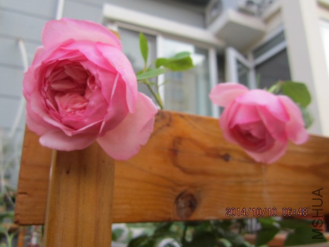 IMG_4828.JPG