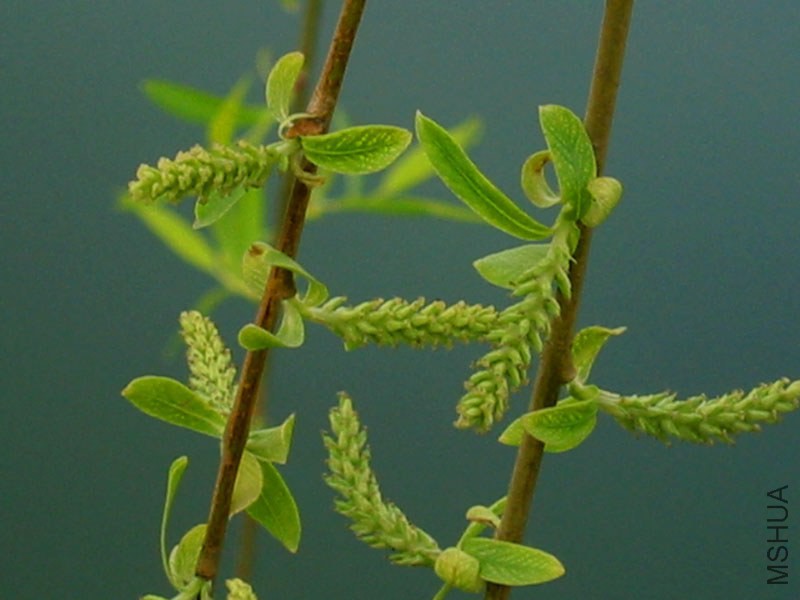 willow05.jpg