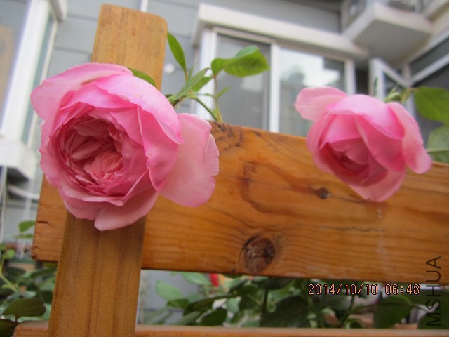 IMG_4829.JPG
