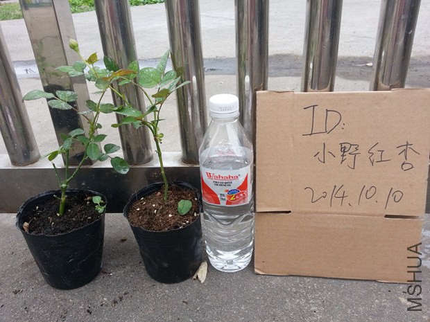 ��ɫ�籩.jpg
