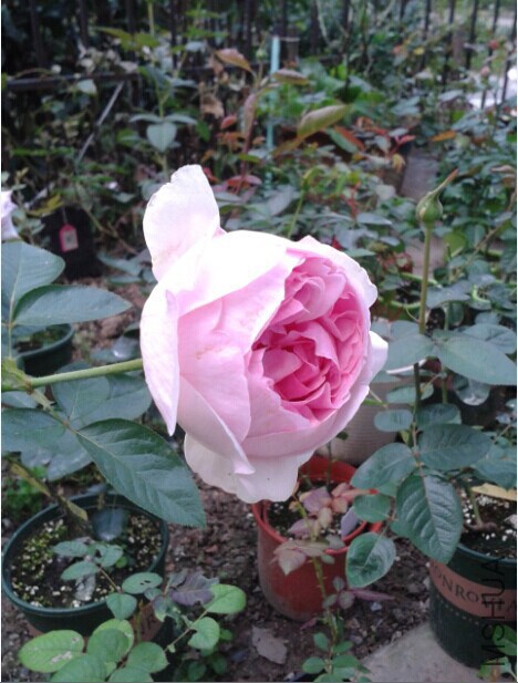 QQͼƬ20141010221656.jpg