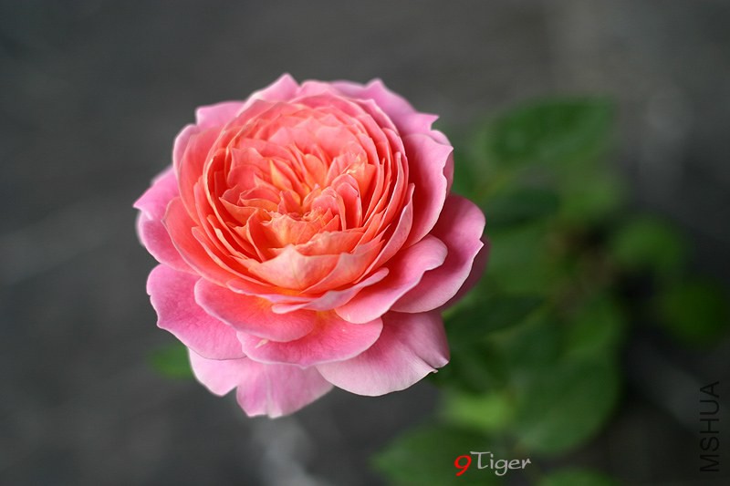 IMG_7945.jpg