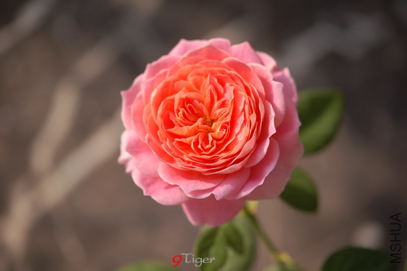 DSC_4575.jpg