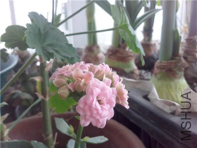 IMG20140206022.jpg