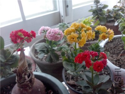IMG20140206012.jpg