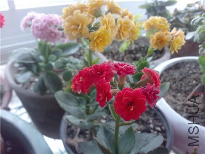 IMG20140206014.jpg