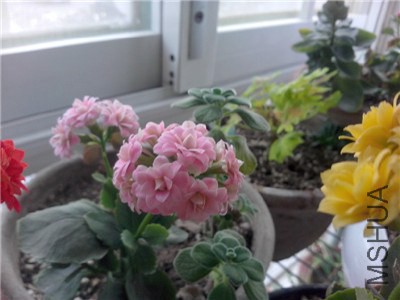 IMG20140206018.jpg