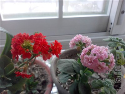 IMG20140206017.jpg