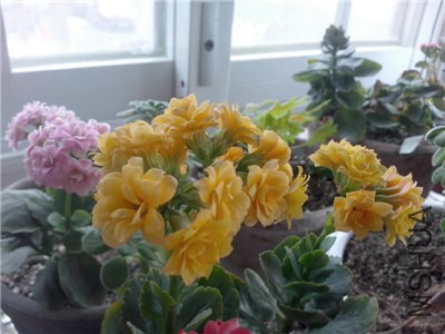 IMG20140206015.jpg