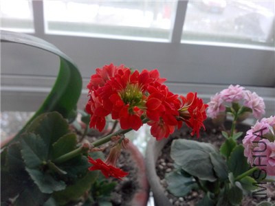 IMG20140206019.jpg