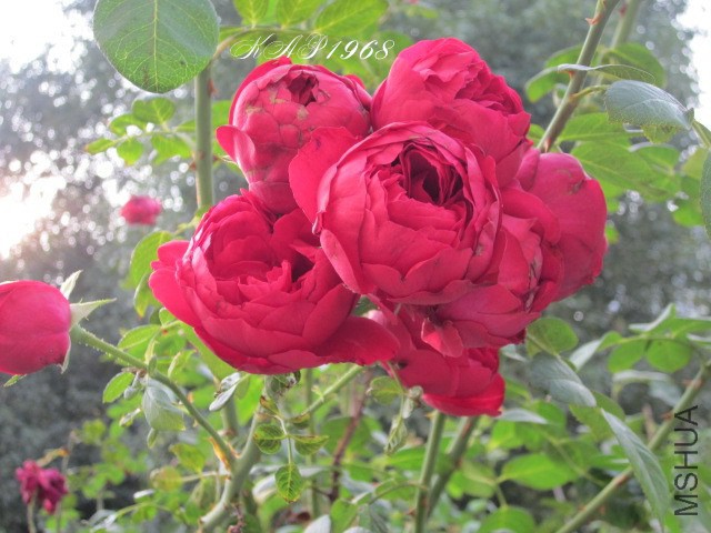 IMG_0004.jpg