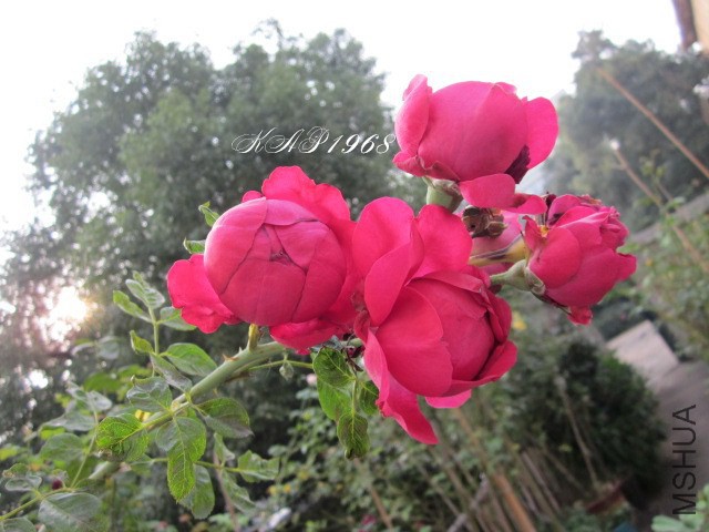 IMG_0006.jpg