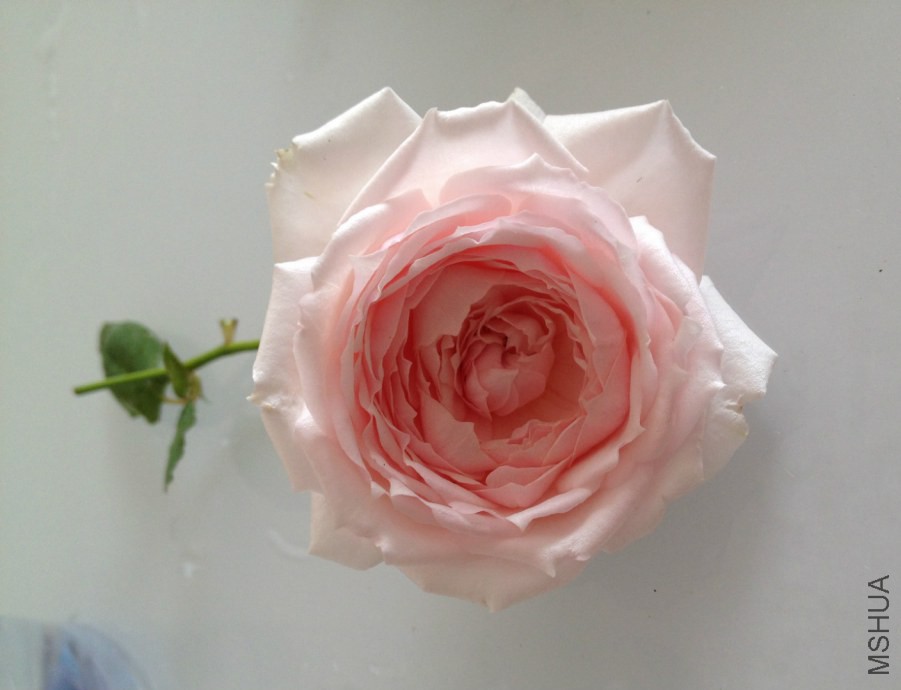 IMG_0494_meitu_1.jpg