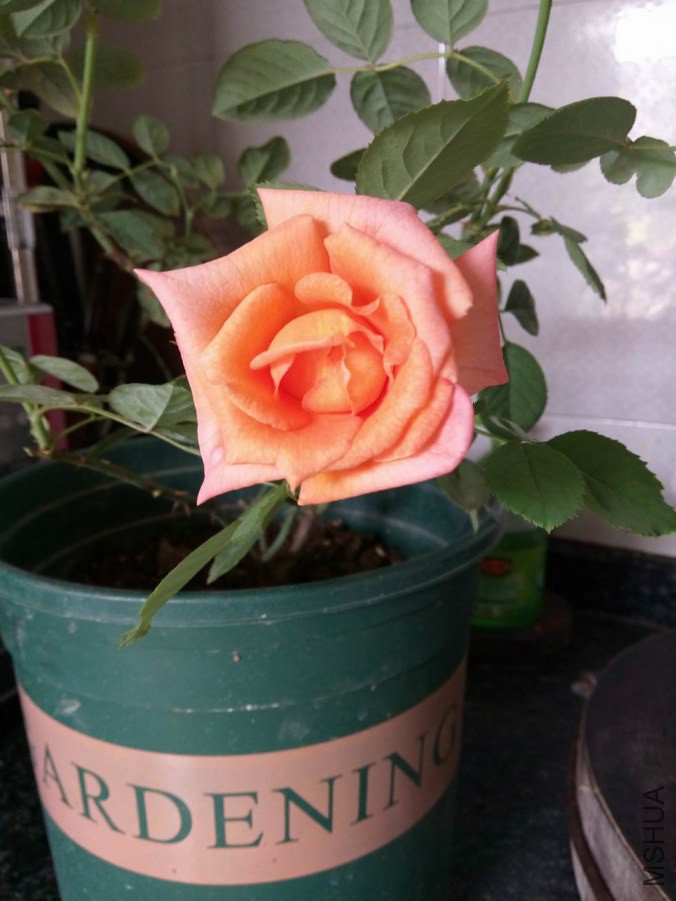 IMG_20141009_111826.jpg