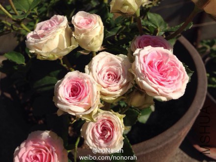 95dd5aa4jw1egu6hhphuej218g0xc49k.jpg