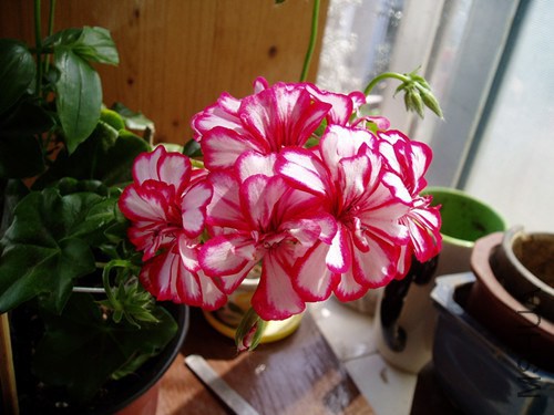 P1010006_����.jpg