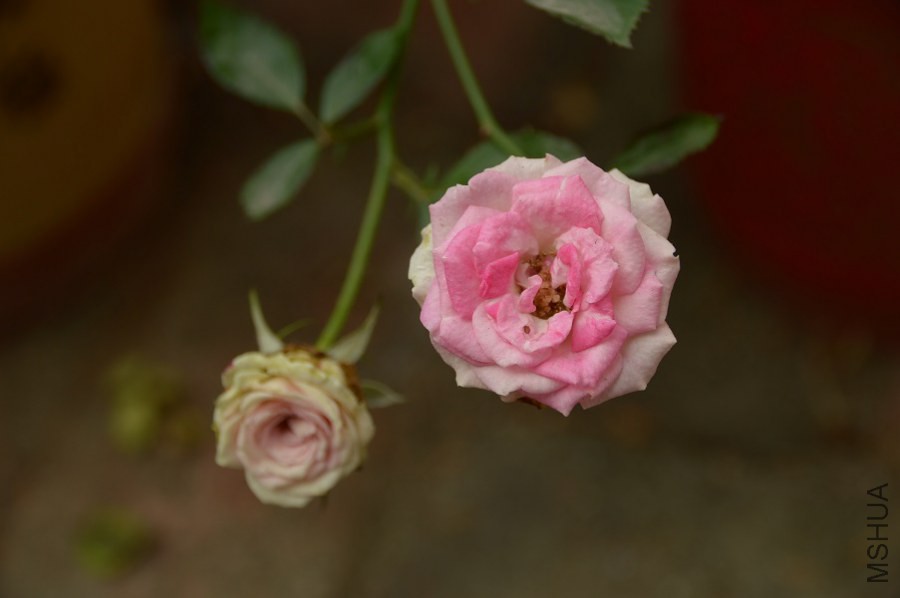 DSC_0234.JPG