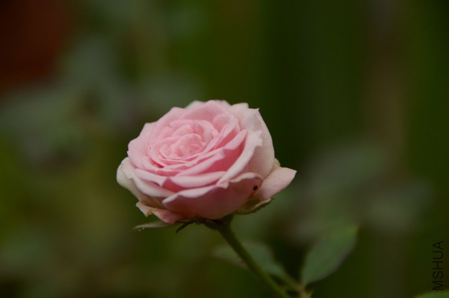 DSC_0236.JPG
