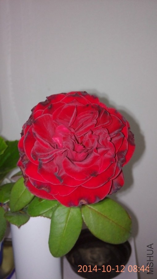 IMG_20141012_084414_1.jpg