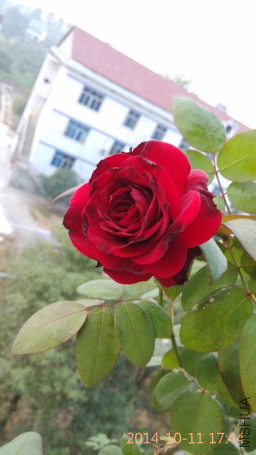 IMG_20141011_174428_1.jpg
