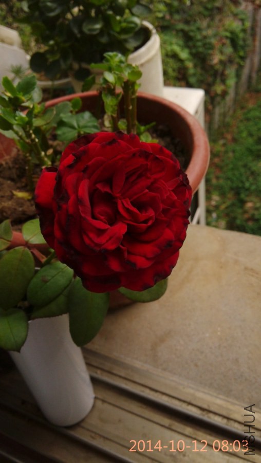 IMG_20141012_080358_1.jpg