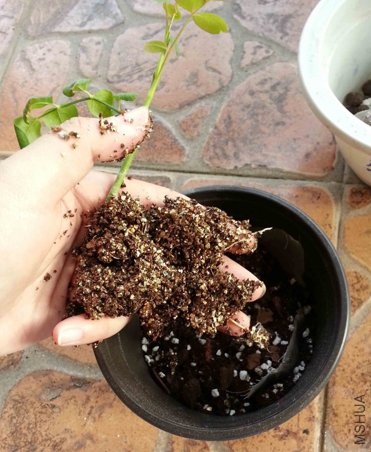 20141011_151229.jpg