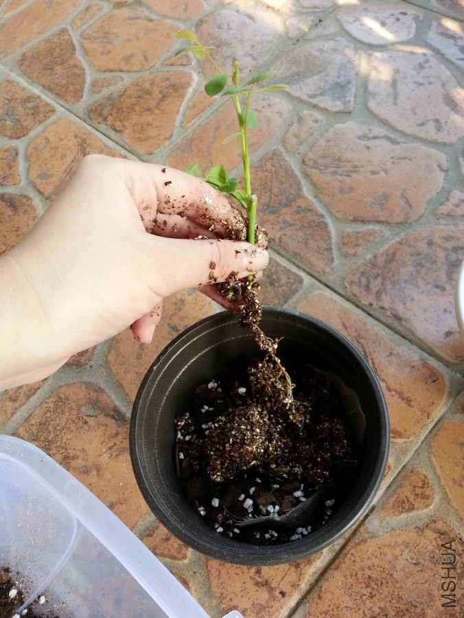 20141011_151306.jpg