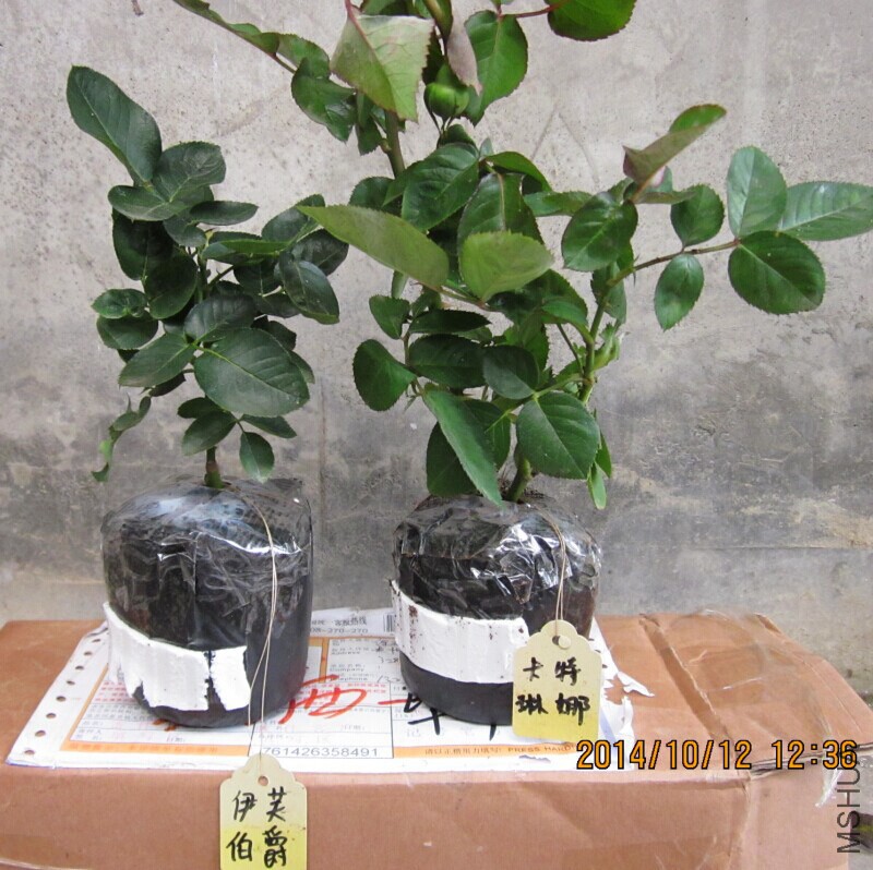 QQͼƬ20080812165545.jpg