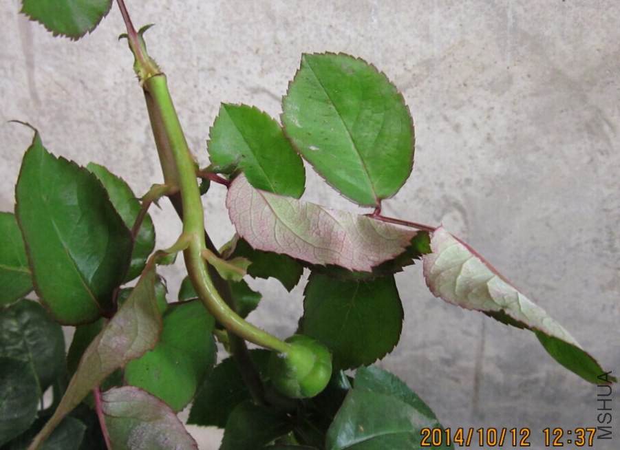 QQͼƬ20080812165553.jpg