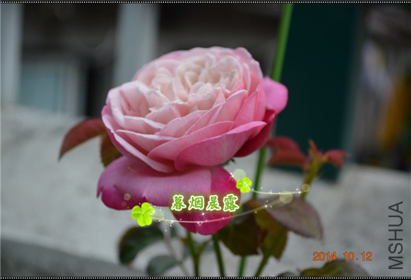 DSC_1175_����.jpg