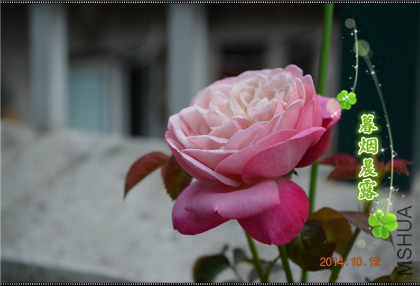 DSC_1176_����.jpg