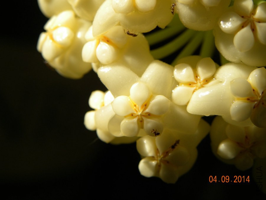 DSCN2585.jpg