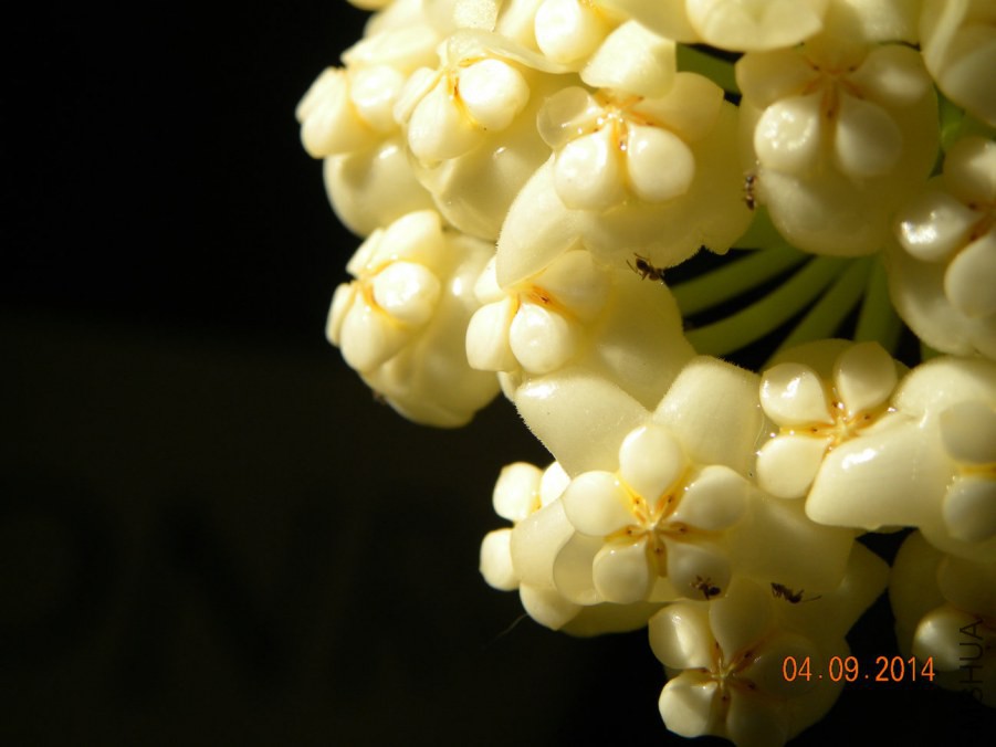 DSCN2584.jpg