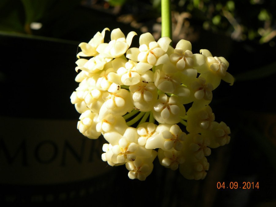 DSCN2582.jpg