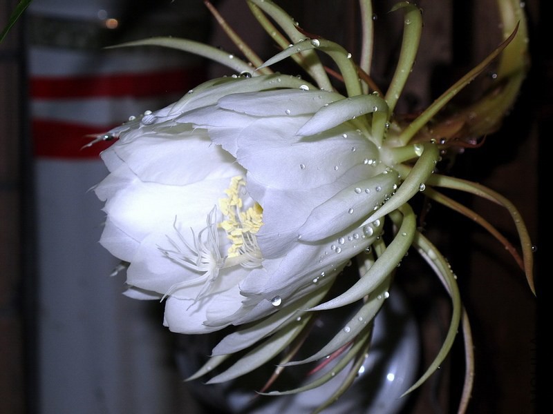 IMG_9836.jpg