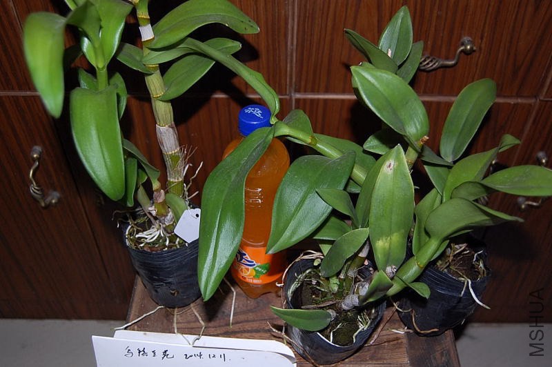 DSC_00320032.JPG