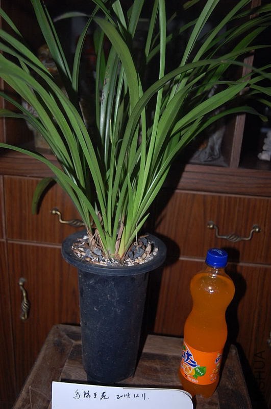 DSC_00130013.JPG