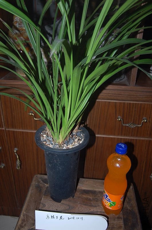 DSC_00090009.JPG