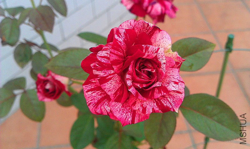 IMAG0454_����.jpg
