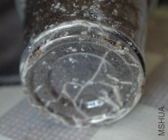 DSC_5421.JPG