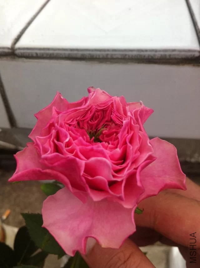 4b83a86eddc451da9bdd5180b4fd5266d0163203.jpg