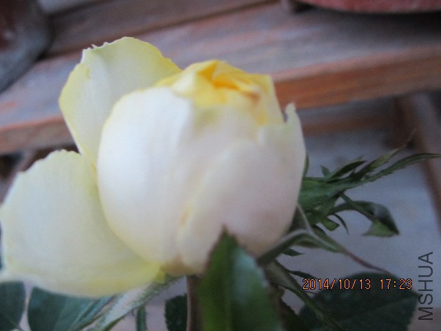 IMG_4918.JPG