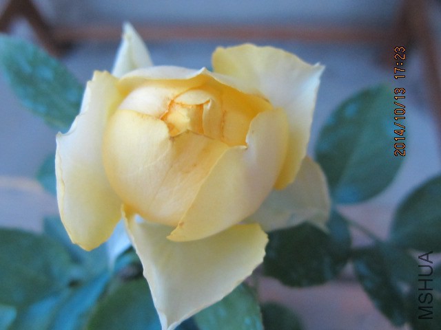 IMG_4917.JPG