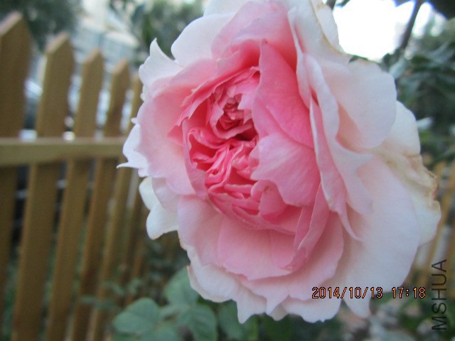 IMG_4910.JPG