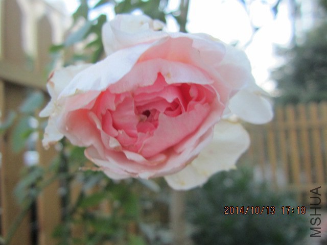IMG_4911.JPG